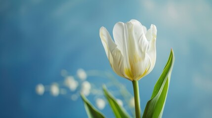 White tulip featured in lovely table arrangement on blue backdrop