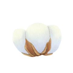 Dried cotton flower closeup isolated on white background. Hand drawn watercolor botanical illustration. For design, cards, invitations, congratulations, packaging, print, fabric, advertising.