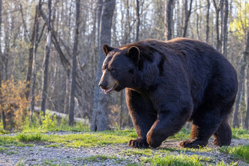 brown bear in the woods