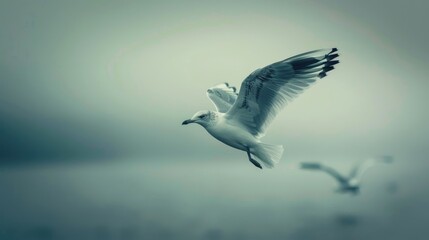 Obraz premium Flight of a Seagull