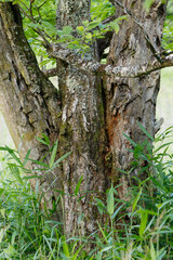 苔むした老木から若葉