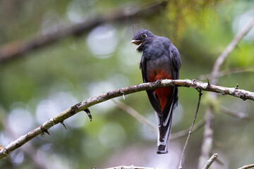 surucuá-variado (Trogon surrucura) cantando