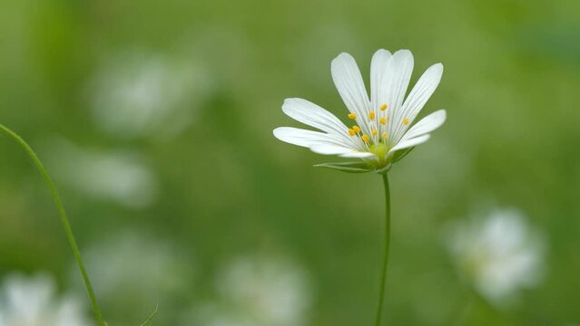 Chickweed stellaria. Beautiful white spring flowers grow in clearing in the wood. Sun shines on flowers