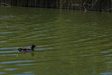 Pato Anade real