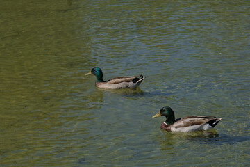 Pato ánade real en pareja