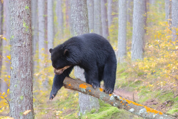 Fototapeta premium Spectacled bear (Tremarctos ornatus) picture special to fine art