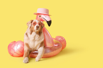 Cute Australian Shepherd dog in sunglasses with inflatable ring in shape of flamingo on yellow background © Pixel-Shot