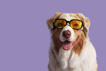 Cute Australian Shepherd dog in stylish sunglasses on lilac background