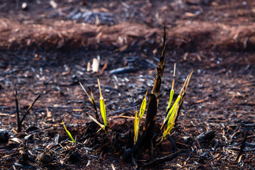 Cana-de-açúcar queimada, plantação em chamas, queimada agrícola, fogo na lavoura, cinzas de cana-de-açúcar, destruição por fogo, queimada controlada, incêndio rural, fumaça de queimada