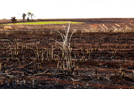 Cana-de-a&ccedil;&uacute;car queimada, planta&ccedil;&atilde;o em chamas, queimada agr&iacute;cola, fogo na lavoura, cinzas de cana-de-a&ccedil;&uacute;car, destrui&ccedil;&atilde;o por fogo, queimada controlada, inc&ecirc;ndio rural, fuma&ccedil;a de queimada
