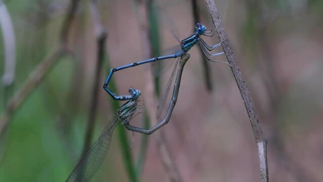 Dragonflies mating on a branch