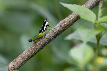 Gafanhoto Digamacris 