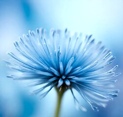 Obraz premium close up of a flower, plant, macro, purple, dandelion, blue, white, pink, closeup, water, summer, flora, blossom, floral, garden