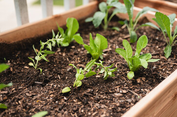 Variety of small garden plants in soil in an elevated garden bed on a deck, Urban gardening concept