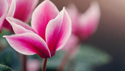 Fototapeta premium cyclamen petals, pink hues against blurred floral backdrop, showcasing natural beauty and springtime essence