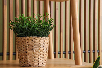 Houseplant on shelving unit near folding screen in room, closeup