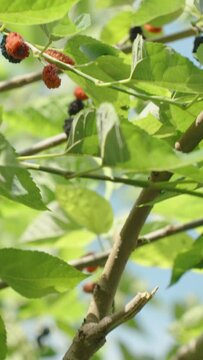 Vertical video. Mulberry Tree with Red and Ripe Black Fruits Against a Blue Sky.