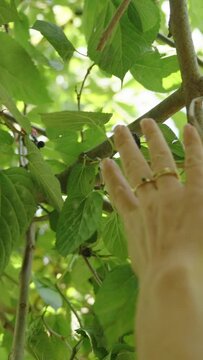 Vertical video. Woman Tries to Reach a Ripe Mulberry on the Tree, but She Can't Reach It.