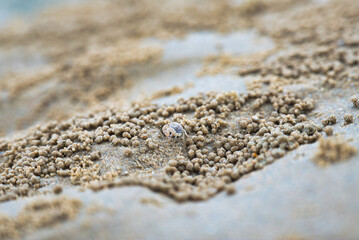 ビーチで闊歩している小さなカニ　small crab at the beach, Hua Hin, Thailand