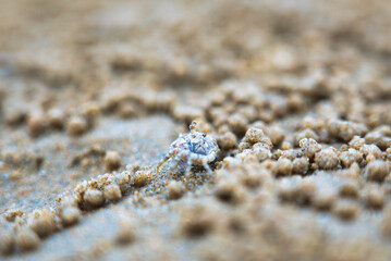 ビーチで闊歩している小さなカニ　small crab at the beach, Hua Hin, Thailand