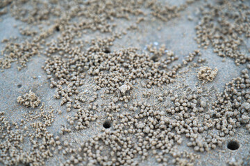 ビーチで闊歩している小さなカニ　small crab at the beach, Hua Hin, Thailand
