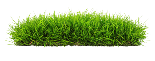 fresh green grass isolated on transparent background