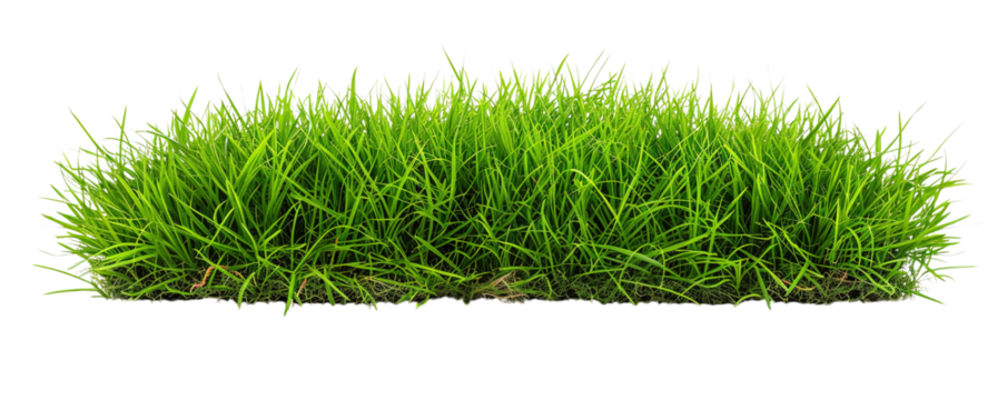 fresh green grass isolated on transparent background