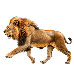 Obraz premium male lion walking isolated on transparent background