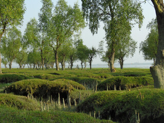 Mangrove forest near the sea