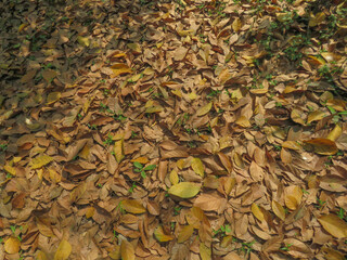 Fallen Autumn Leaves Covering the Ground