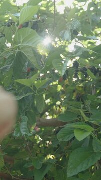 Vertical video. Woman's Hand Points to Ripe Mulberries High on the Tree. Sunlight Through the Branches.