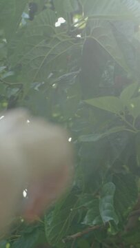 Vertical video. Sunlight Through the Branches of the Mulberry Tree as a Woman's Hand Points to the Ripe Berries. Slow Motion.