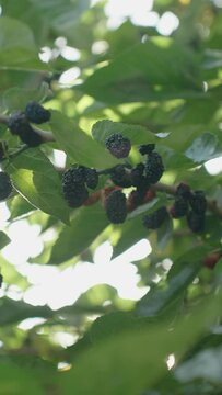 Vertical video. Numerous Mulberries Scattered Across the Branches of the Tree Amidst Dense Foliage.