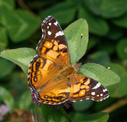 American Lady Butterfly on Clover Leaf