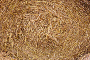 Hay bale roll as background, closeup view