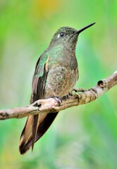 hummingbird on a branch