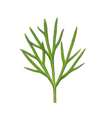 Sprig of fresh dill isolated on white