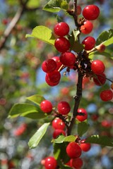 Cherry tree with ripe red berries outdoors, closeup