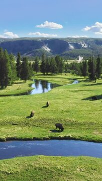 The breathtaking views of Yellowstone National Park feature vast meadows, a flowing river, and iconic bison beneath a clear sky. Discover the beauty of this unspoiled wilderness