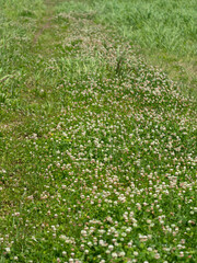 白詰草の花に覆われた大和川河川敷の風景