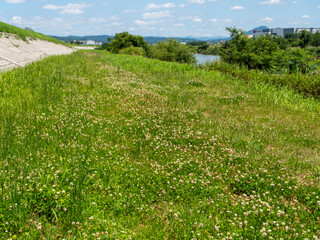 白詰草の花が咲く大和川の河川敷