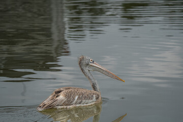 White feather Pelican swimming the pond