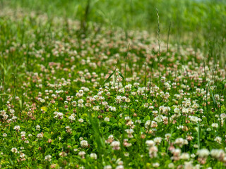 白詰草の花に覆われた大和川河川敷の風景