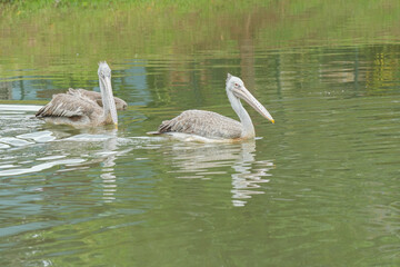 White feather Pelican swimming the pond