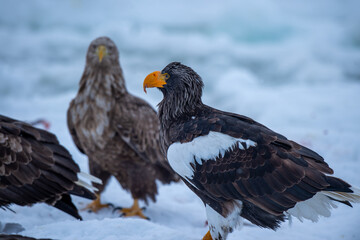 オジロワシの前で貫禄のオオワシ