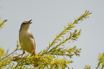 Plain Prinia live in the park