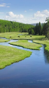 Yellowstone National Park offers stunning aerial views of winding rivers, lush green landscapes, and bison grazing in a serene and picturesque setting, showcasing the parks natural beauty