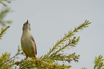 Plain Prinia live in the park