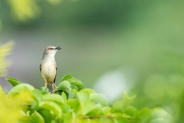 Plain Prinia live in the park