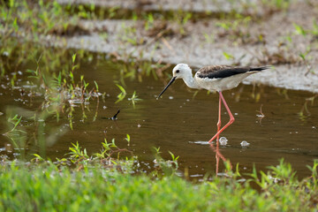 Bird, Black-winged Stilt (Himantopus himantopus) walking in nature 